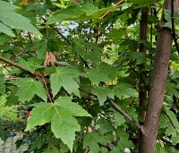 Acer rubrum 'Brandywine' - Acer rubrum 'Brandywine' - 4