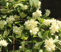 Philadelphus coronarius