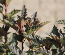 Physocarpus op. 'Red Baron'
