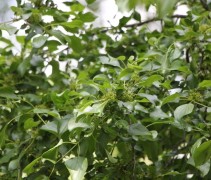 Rhamnus