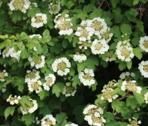 Viburnum opulus