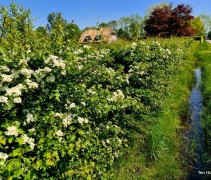 Crataegus monogyna 