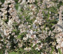 Vitex Alba