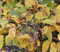 Carpinus betulus - Haagbeuk - 3