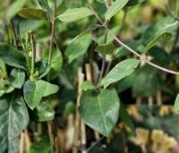 Lonicera periclymenum 'Belgica Select' - Kamperfoelie 'Belgica Select' - 1