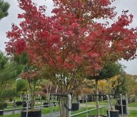 Acer palmatum - Japanse Esdoorn - 4