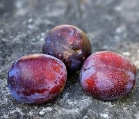 Prunus dom. 'Bleu de Belgique' - Prunus dom. 'Bleu de Belgique' - 1