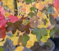 Liquidambar styraciflua 'Rotundiloba - Amberboom 'Rotundiloba' - 1
