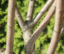 rhus