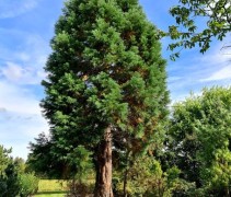 Sequoiadendron giganteum boshoek kwekerij Ten Hoven bomen