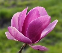 Magnolia 'Cleopatra' - Magnolia 'Cleopatra' - 3