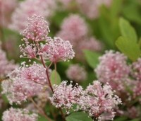 Ceanothus x pallidus 'Marie Simon' - Amerikaanse sering  'Marie Simon' - 5
