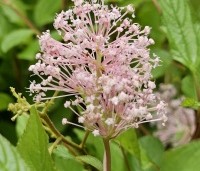 Ceanothus x pallidus 'Marie Simon' - Amerikaanse sering  'Marie Simon' - 3