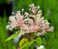 Ceanothus x pallidus 'Marie Simon' - Amerikaanse sering  'Marie Simon' - 4
