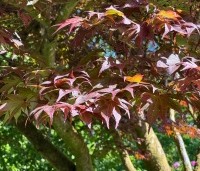Acer palmatum 'Atropurpureum' - Japanse Esdoorn 'Atropurpureum' - 3