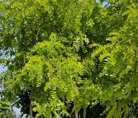 Robinia pseudoacacia 'Frisia'  - Gele acacia - 1