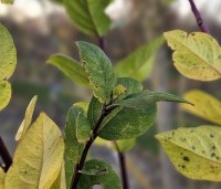 Lonicera fragrantissima - Winterkamperfoelie - herfstblad