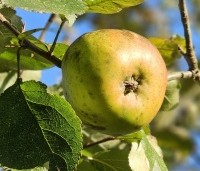 Malus dom. 'Notarisappel' - Malus dom. 'Notarisappel' - medio oktober 2024