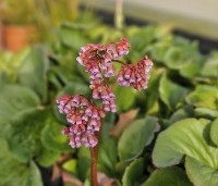 Bergenia cordifolia - Schoenlappersplant - 1
