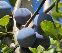 Prunus dom. 'Hauszwetsche' - Prunus dom. 'Hauszwetsche' - 1