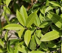 Osmanthus armatus - Schijnhulst - 1