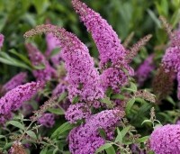Buddleja davidii 'Pink Delight' - Vlinderstruik 'Pink Delight' - 1