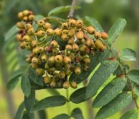 Sorbus aucuparia - Lijsterbes - 2