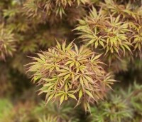 Acer palmatum 'Jerre Schwartz' - Japanse Esdoorn 'Jerre Schwartz' - 3