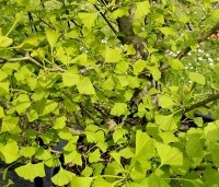 Ginkgo biloba 'Eiffel' - Japanse Notenboom 'Eiffel', struik - 4