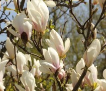 Magnolia soulangeana bloesem