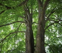 Tilia x europaea 'Euchlora' 