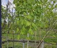 Aesculus pavia - Rode Pavia - april