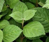 Viburnum plicatum 'Grandiflorum' - Japanse Sneeuwbal 'Grandiflorum' - 1