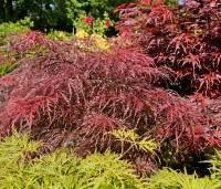 Acer palmatum 'Inaba-shidare' - Japanse Esdoorn 'Inaba-shidare' - 1