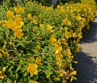 Hypericum 'hidcote' - Hertshooi 'Hidcote' - vakbeplanting - 2
