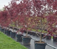 Acer palmatum 'Bloodgood' - Japanse esdoorn - 1