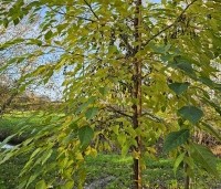 Styrax japonicus - Storaxboom - november 2024