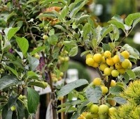 Malus 'Golden Hornet' - Sierappel 'Golden Hornet' - 2