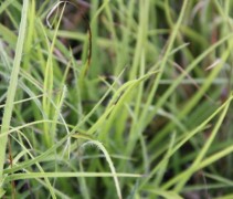 Luzula nivea