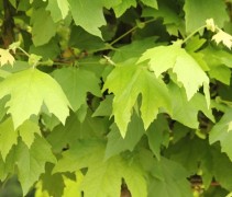Platanus orientalis, jong blad
