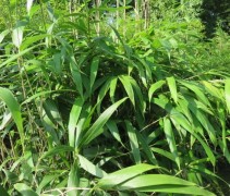 Pseudosasa Japonica