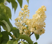 Sering 'Primrose' in volle bloei met prachtige witte bloemen