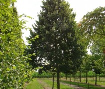 Zilverlinde 'Brabant' donkere boom