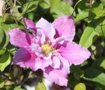 Bosrank 'Piilu' klimplant met grote roze bloemen