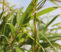 Fargesia Rufa