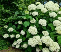 Hortensia 'Incrediball' / strong annabel
