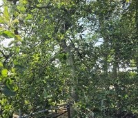Malus dom. 'Jonagold' - Malus dom. 'Jonagold' - oude laagstamboom