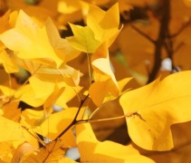 Liriodendron tulipifera herfstblad