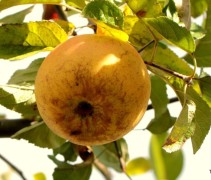 Malus domestica 'Lunterse Pippeling'
