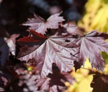 Acer platanoides 'Crimson Sentry' in mooi contrast